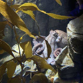 Birch Aquarium - Ocean below - Aquariums Near Me - La Jolla, California