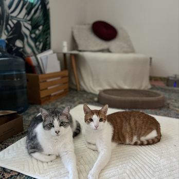 Save the Meow Meows Cat Lounge - The adult bonded pair they cruelly separated unnecessarily, and then tried to lie about the bond they had. - Pet Adoption Near Me - Yucca Valley, California