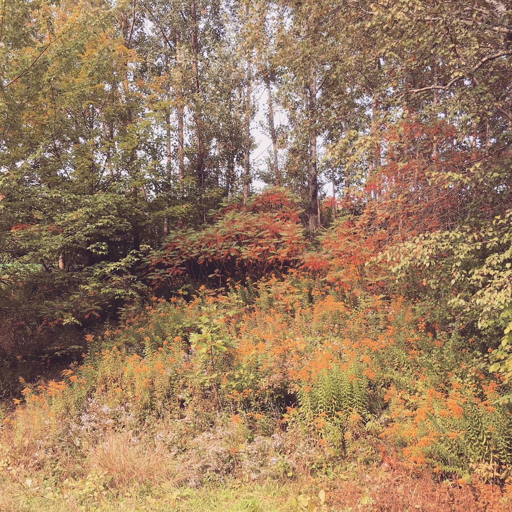 Nordheimer Ravine - Hiking Near Me - Toronto, Ontario Nordheimer Ravine - Hiking Near Me - Toronto, Ontario