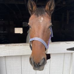 Morning Star Farm Riding Academy & Therapeutic Riding Center