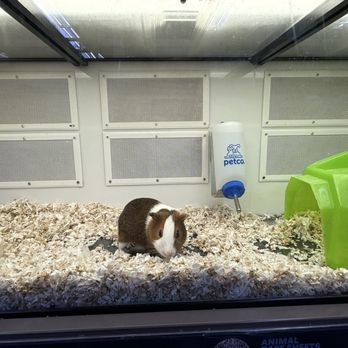Petco - Pet Training Near Me - Lemon Grove, California