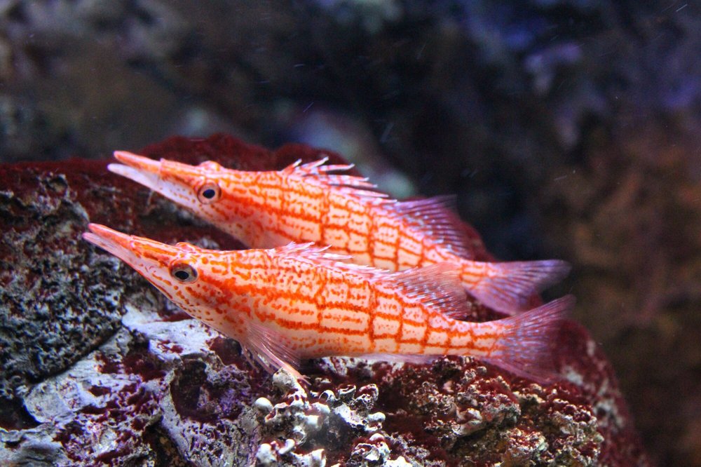 Photo of Shedd Aquarium - Chicago, IL, United States. Fish