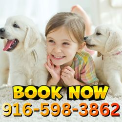 Pristine Cleaners - We clean carpet!