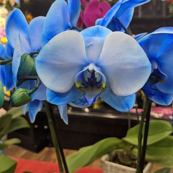 Ralphs - Close up of violet blue flower - Grocery Near Me - San Diego, California Ralphs - Close up of violet blue flower - Grocery Near Me - San Diego, California
