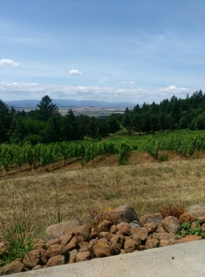 Bryn Mawr Vineyards by null