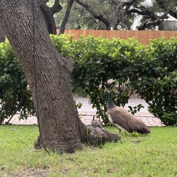 Mattie's - Baby peacock! - American Near Me - Austin, Texas