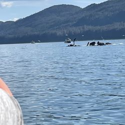 Alaska Fjordlines, Inc - Humpback whales breaching.