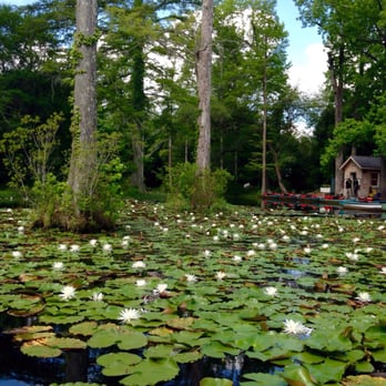 Cypress Gardens - Parks Near Me - Moncks Corner, South Carolina Cypress Gardens - Parks Near Me - Moncks Corner, South Carolina