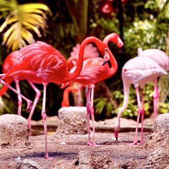 Flamingo Gardens - "The Flamingo at Flamingo Gardens" La vie en rose OuiOui. - Botanical Gardens Near Me - Davie, Florida