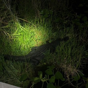 Everglades National Park - A large mother resting - Parks Near Me - Homestead, Florida Everglades National Park - A large mother resting - Parks Near Me - Homestead, Florida