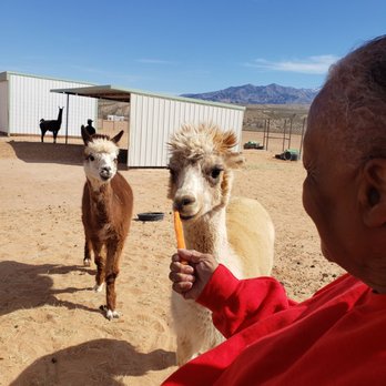 Camel Safari - Mom feeding the Alpacas - Zoos Near Me - Bunkerville, Nevada