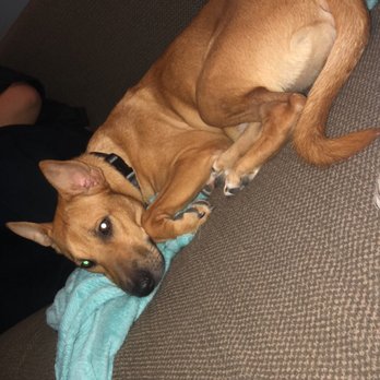 Dutchess County SPCA - Animal Shelters Near Me - Hyde Park, New York
