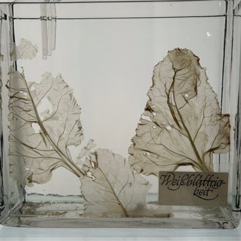 Deutsches Technikmuseum - Preserved Beet leaves - Museums Near Me - Berlin, BE