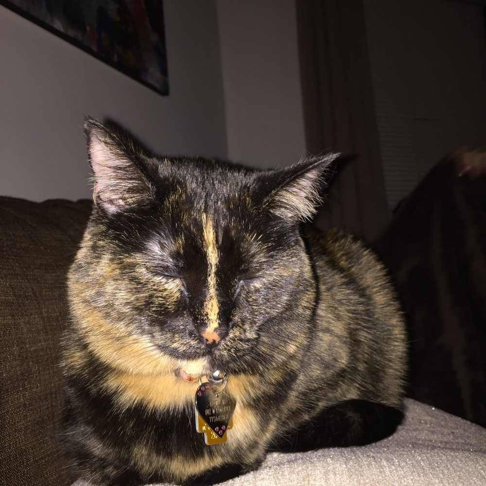 Uptown Pet Salon Co - Our feline has been a loyal client for over 10 years! - Pet Groomers Near Me - Chicago, Illinois Uptown Pet Salon Co - Our feline has been a loyal client for over 10 years! - Pet Groomers Near Me - Chicago, Illinois
