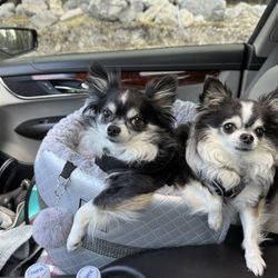 Whitefish Animal Hospital