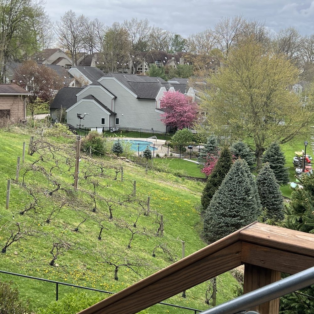 Nauti Vine Winery - a view of a vineyard - Wineries Near Me - Akron, Ohio Nauti Vine Winery - a view of a vineyard - Wineries Near Me - Akron, Ohio