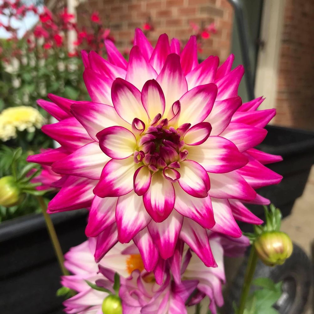 THIRD DAY MARKET Updated September 2024 52 Photos 599 NC Hwy 16 S