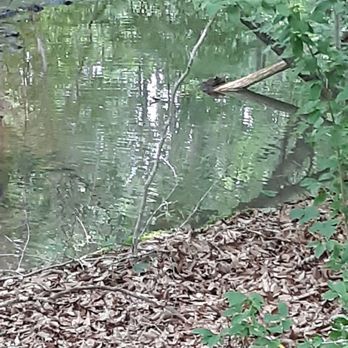 Clark's Creek Greenway - A frog in the creek chillin - Parks Near Me - Charlotte, North Carolina Clark's Creek Greenway - A frog in the creek chillin - Parks Near Me - Charlotte, North Carolina