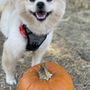 Fox & Hound Dog Grooming