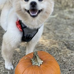 Fox & Hound Dog Grooming - Pumpkin patch