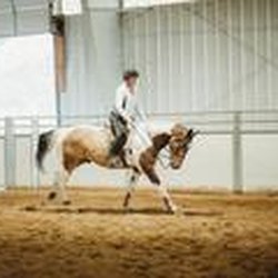 A.R. Willden Show Stables