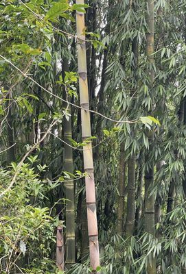 Tam-awan Village by null