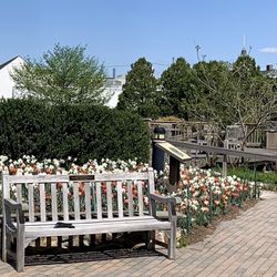 Frelinghuysen Arboretum - Sit amongst the daffodils!