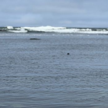 Fitzgerald Marine Reserve - Parks Near Me - Moss Beach, California