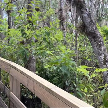 Osceola County Environmental Study Center - Swamp - Parks Near Me - Kissimmee, Florida
