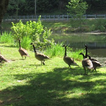 Devil's Backbone Park - ducks - Parks Near Me - Boonsboro, Maryland