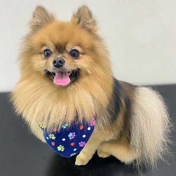 Muddy Paws OC - Simba fresh from the groomers - Pet Groomers Near Me - Orange, California