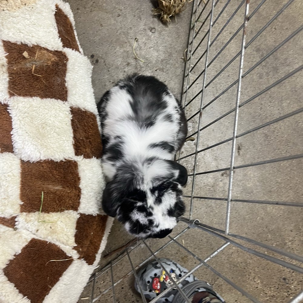 Feed Barn - Shops bunny - Pet Services Near Me - Capistrano Beach, California Feed Barn - Shops bunny - Pet Services Near Me - Capistrano Beach, California