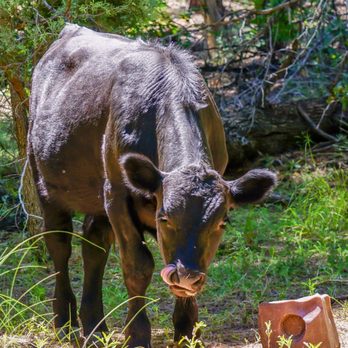 Horton Creek Trail - Salt lick lick. - Hiking Near Me