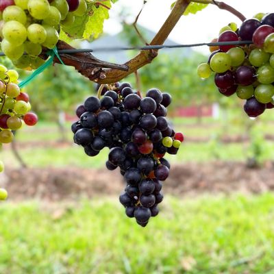 Peconic Bay Vineyards by Krissie Wines by null