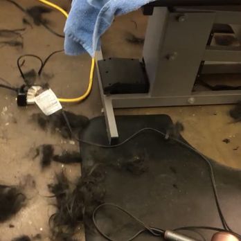 Rob Cary Pet Resort - This is undercoat hair from ONLY HIS NECK. There was just as much hair for EACH LEG=4 plus his underbelly. - Pet Training Near Me - San Antonio, Texas