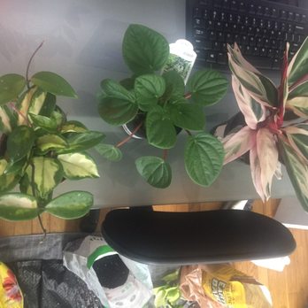Garden World - Plants I picked up: Hoya Carnosa Varigated; Rana Verde Peperomia; Stromathe Calathea - Nurseries & Gardening Near Me - Flushing, New York Garden World - Plants I picked up: Hoya Carnosa Varigated; Rana Verde Peperomia; Stromathe Calathea - Nurseries & Gardening Near Me - Flushing, New York