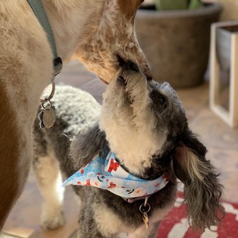 Dogonegood Pet Grooming - Ben is checking out Tink's new do - Pet Groomers Near Me - Mesa, Arizona Dogonegood Pet Grooming - Ben is checking out Tink's new do - Pet Groomers Near Me - Mesa, Arizona