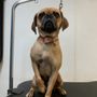 Photo of Back To Nature Pets And Grooming