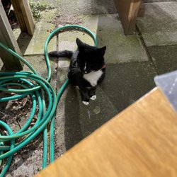 Neighborhood Cafe Yukari - Bob the cat
