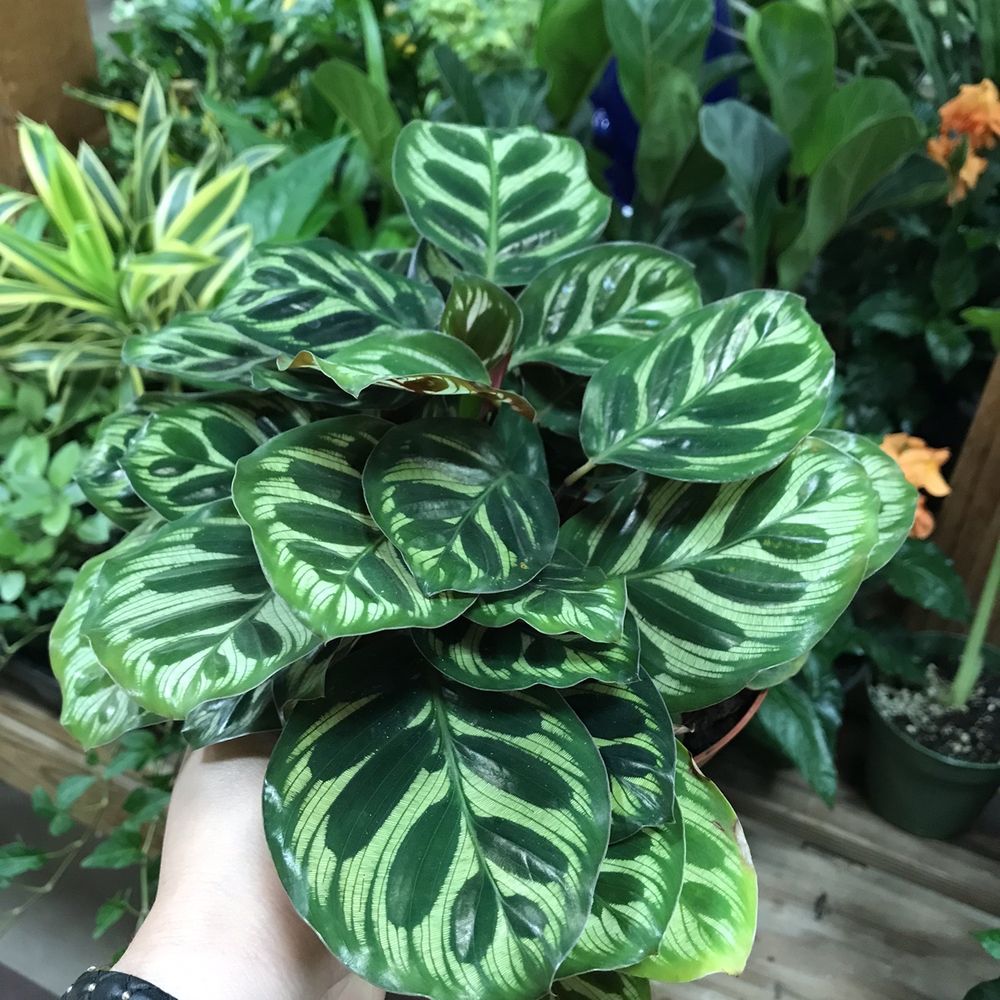 SummerWinds Nursery - Cupertino - Calathea - Nurseries & Gardening Near Me - Cupertino, California SummerWinds Nursery - Cupertino - Calathea - Nurseries & Gardening Near Me - Cupertino, California