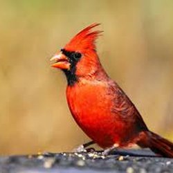 Martie's Farm Service - Cardinal Food