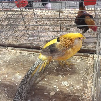 New York State Fair - Weird chicken - Festivals Near Me - Syracuse, New York