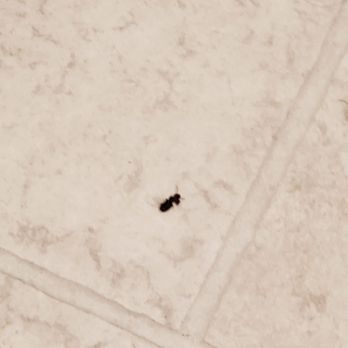 Sol at West Village - Another bug that was found - Apartments Near Me - Davis, California Sol at West Village - Another bug that was found - Apartments Near Me - Davis, California