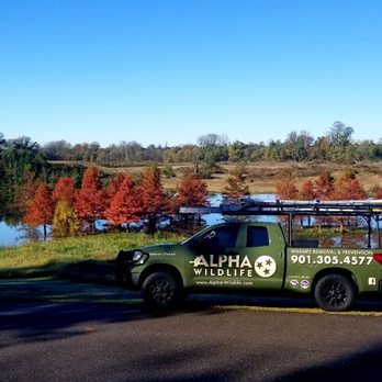Alpha Wildlife - Wildlife Control Near Me - Nashville, Tennessee Alpha Wildlife - Wildlife Control Near Me - Nashville, Tennessee