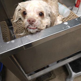 Petco - During - Pet Stores Near Me - Union City, California