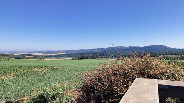 Bethel Heights Vineyard by null