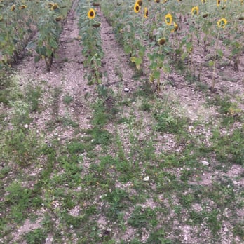 Felicias Farm - a field of sunflowers - Organic Stores Near Me - Homestead, Florida