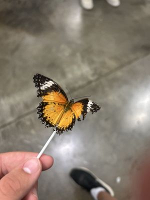 Ny State fair by null