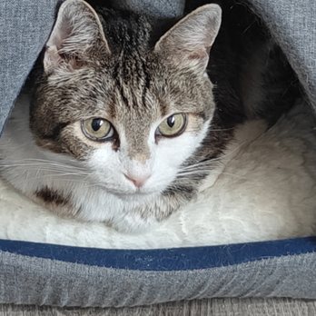 Purrfect Pals - Beautiful lady! - Animal Shelters Near Me - Arlington, Washington Purrfect Pals - Beautiful lady! - Animal Shelters Near Me - Arlington, Washington