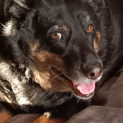 Kulture - My sweetie, Sriracha!, prior to cataracts. She is the Doggone Smartest Dog Alive! I'm biased. ;7b